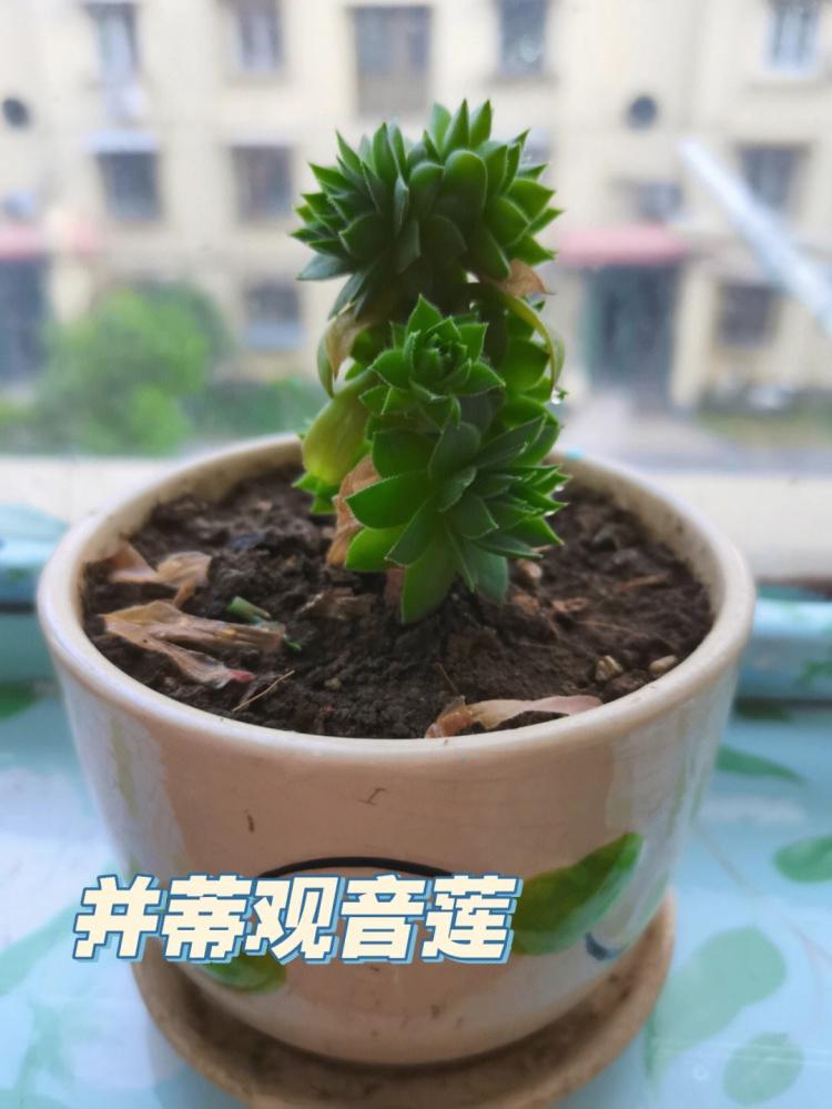 绿植爱好者必看！掌握观音莲的养护技巧，让花儿更加绚丽多彩