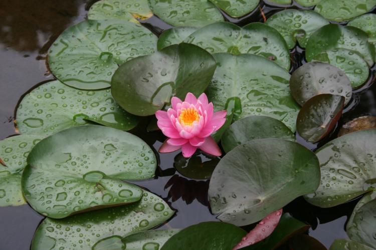 葱莲花语和寓意：了解这朵优美花卉的文化内涵