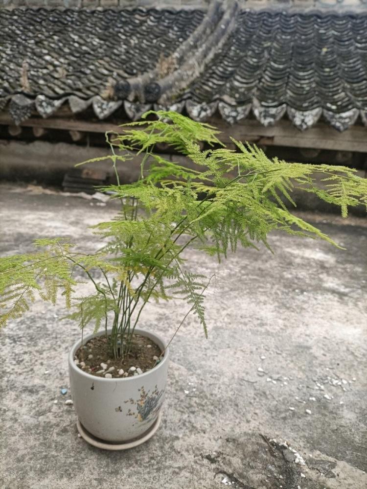 文竹开花后如何防止萎缩？