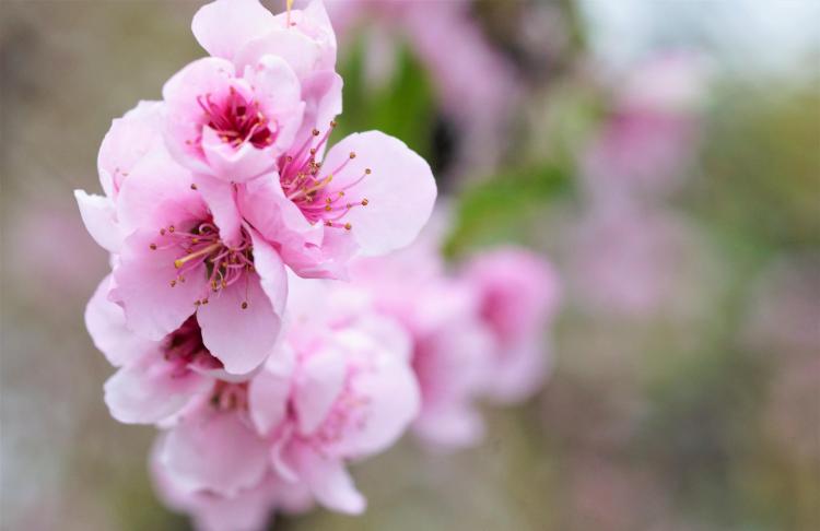 桃花花语故事，从历史传说中感知文化内涵