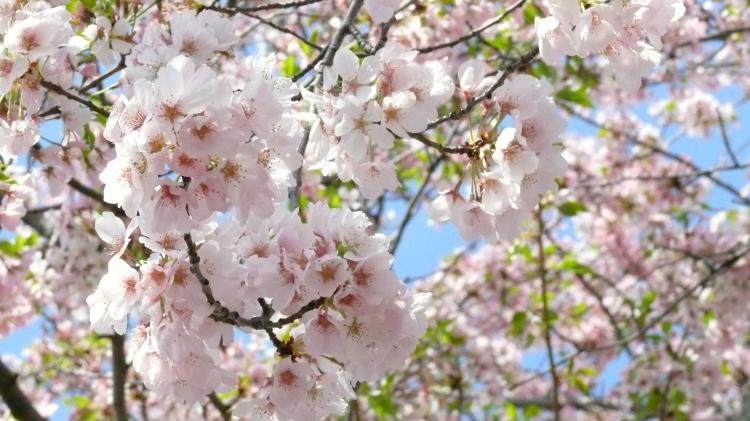 樱花的纠缠：开花期、花期、开花的温度和时间，一定要了解！