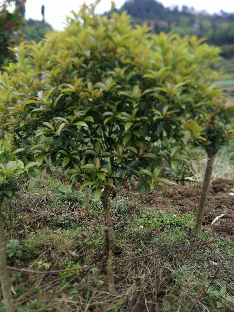 四季桂花树：成长高度有多大？