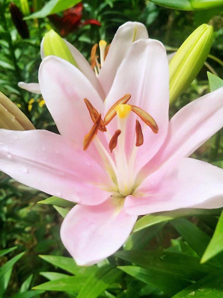 适宜于种植百合花种子的地区和气候条件