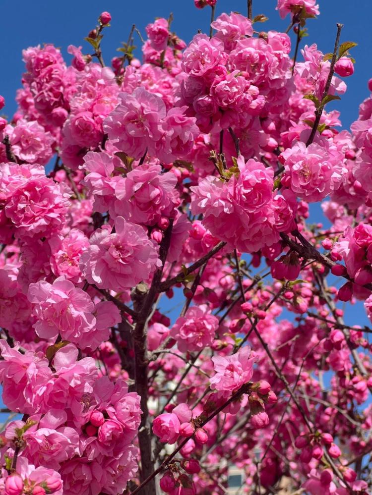 分辨榆叶梅和樱花：从花形、叶形等细节看得出来