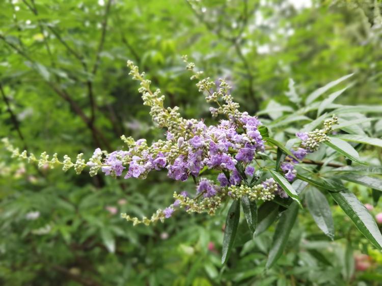 牡荆花的用途与价值，不仅仅是观赏植物