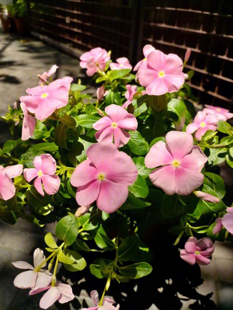 室内绿植美化家居，长春花不错的选择