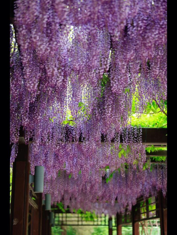 了解紫藤花的花语：展现真挚感情和美好祝福