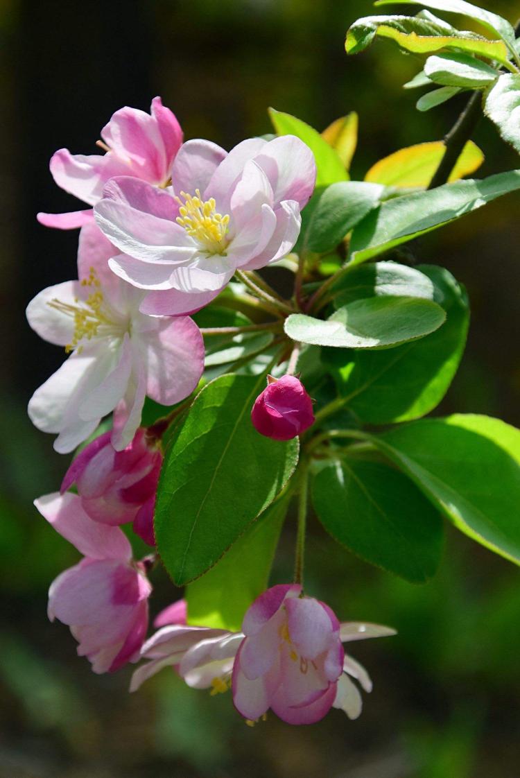 稀有美丽的垂丝海棠：一年能开几次花？