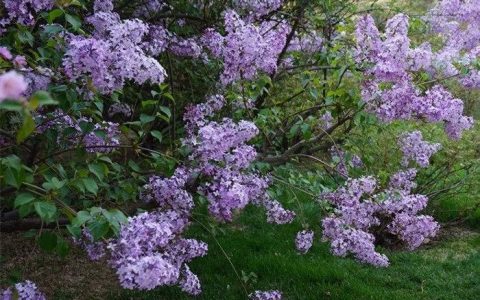 如何在家中栽培丁香花：从种子到开花的全过程