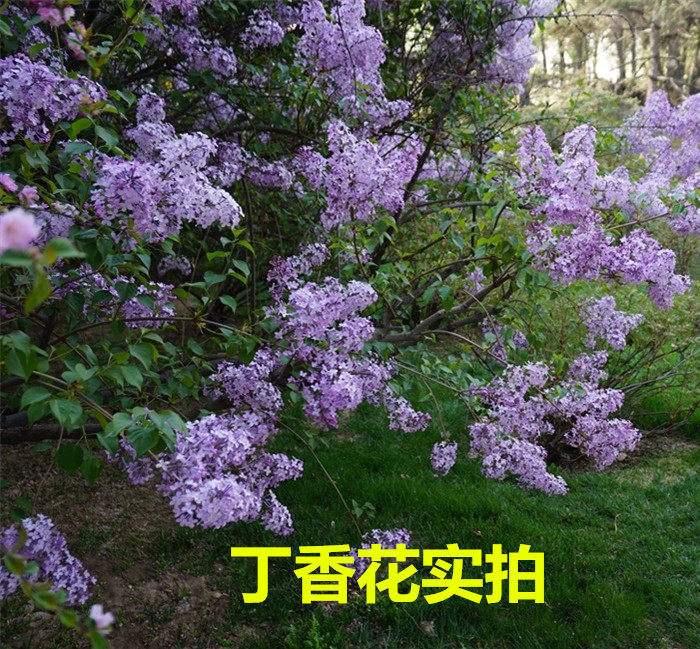 如何在家中栽培丁香花：从种子到开花的全过程