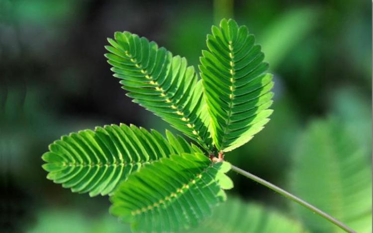 保护含羞草，从正确浇水传递到科学施肥！