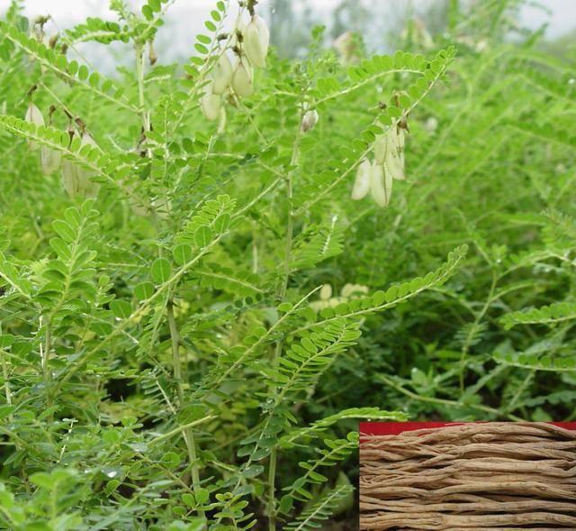 【白芨和黄芪】白芨和黄芪的区别及各自的作用