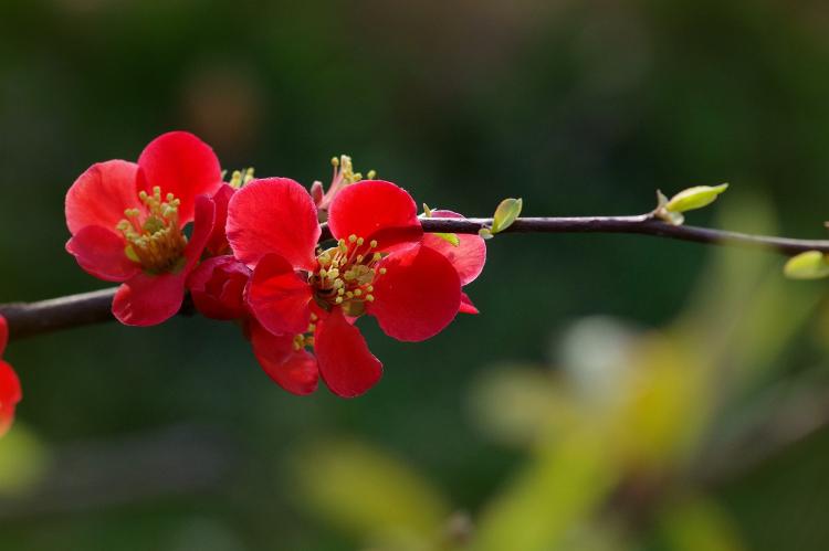 【花卉知识】海棠花开放的季节是什么时候？