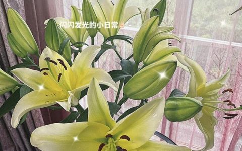 了解白百合花语之间的区别，每一朵花的含义都值得我们品味。