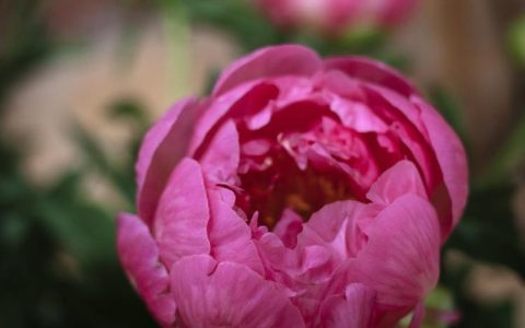 芍药花的花语及芍药花的寓意是什么？揭开芍药花的层层谜团！