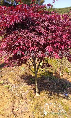 美国红枫树苗的花期和花语，传递温馨祝福