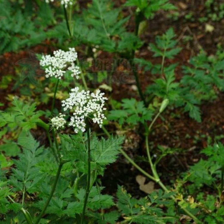 川芎花的食疗效果和偏方