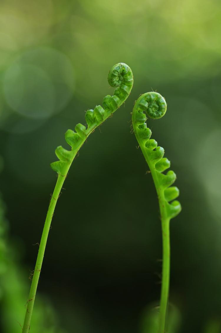 鸟巢蕨孢子的营养成分与药用价值