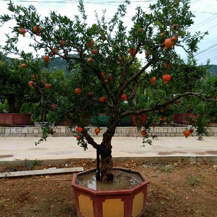 省心又省力，石榴树苗种植技巧汇总