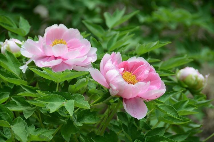 【洛阳牡丹花期详解】春天花季一定要去，看看什么时间最好？