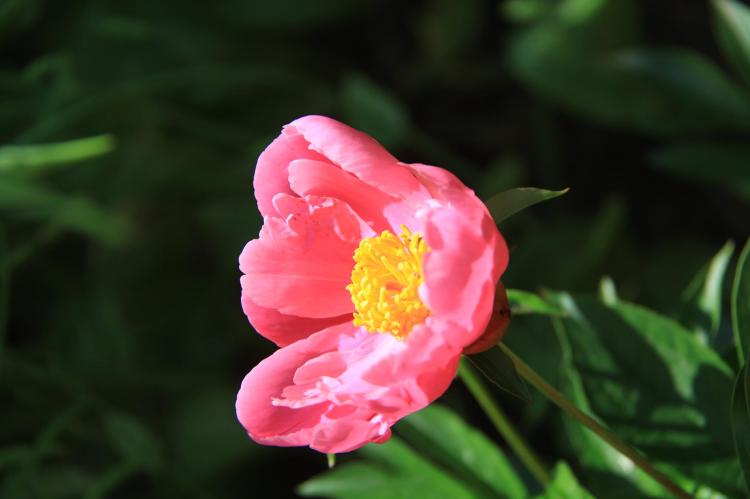 红芍药的花语传递着什么信息，看这里