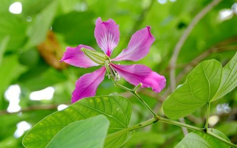 茶花会开，紫荆花会芳，红玉莲花怎么开？