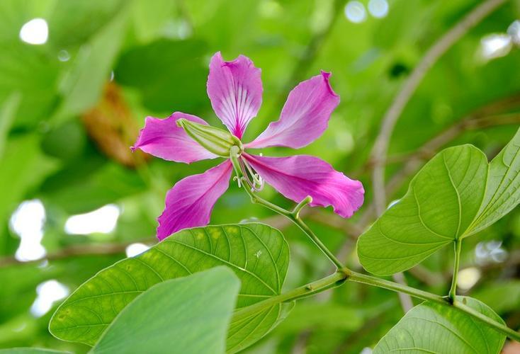 茶花会开，紫荆花会芳，红玉莲花怎么开？