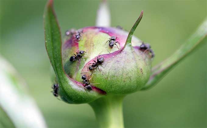 如何制定科学的蚂蚁防治计划，避免对花卉造成影响？