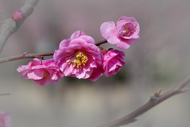 梅花在园林景观中的运用