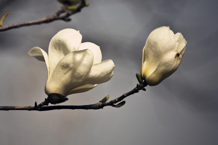 细数玉兰花树栽种的时间，轻松搞定花卉园艺