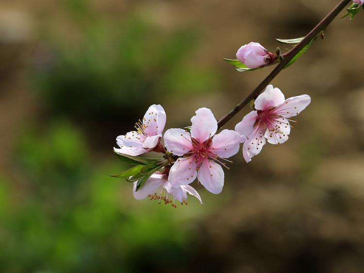 一夜梦回花满庭，桃花依旧笑春风——桃花美景诗句精选