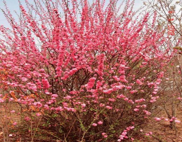 榆叶梅和樱花比较说明：两种花卉的春日魅力