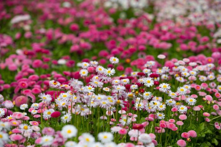 粉色雏菊：常见于墓地和纪念馆的鲜花