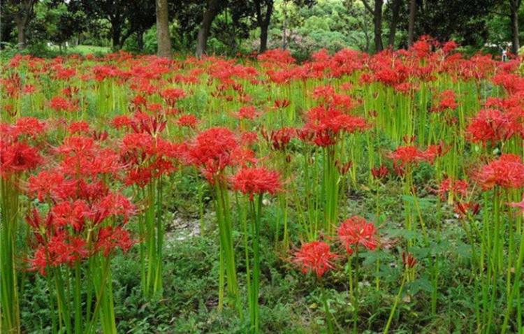 红花石蒜的花语：寓意深厚的令人心驰神往的意义