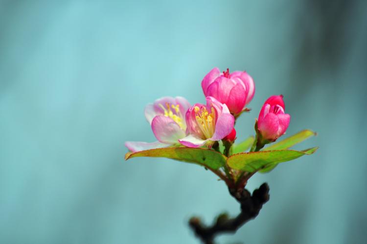 探秘【海棠花开纪念酒】——花开成酒，不同于常见的酒品！