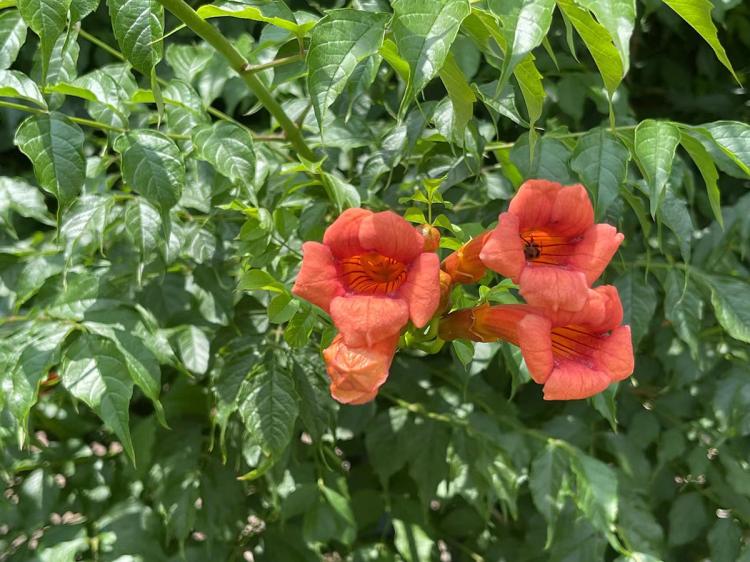 【凌霄花语】凌霄花在人们日常生活中的应用