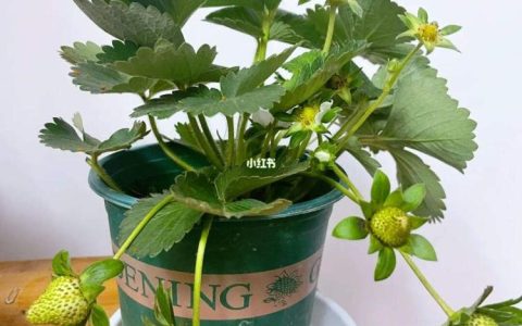 如何选择适合生长草莓苗的土壤？