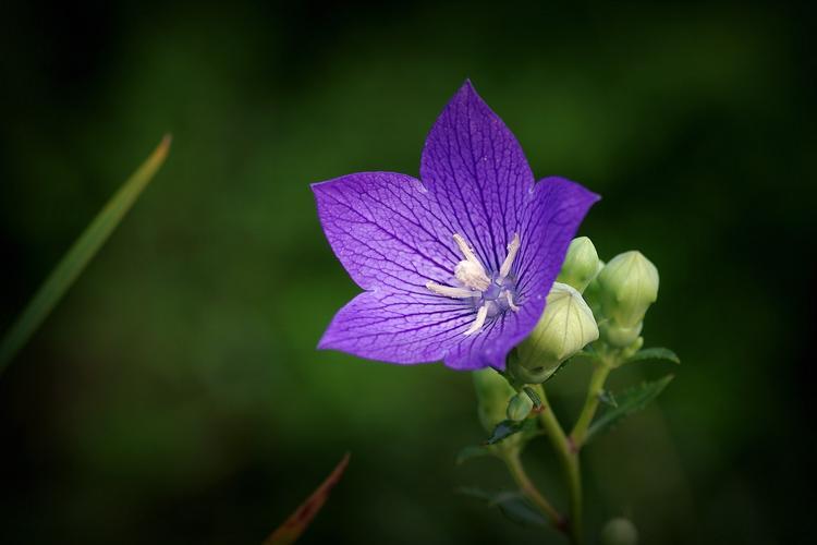 花色多样的洋桔梗花语，蓝色洋桔梗代表什么？