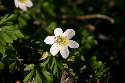 【银莲花】的生命力是如此顽强：银莲花种植过程回顾