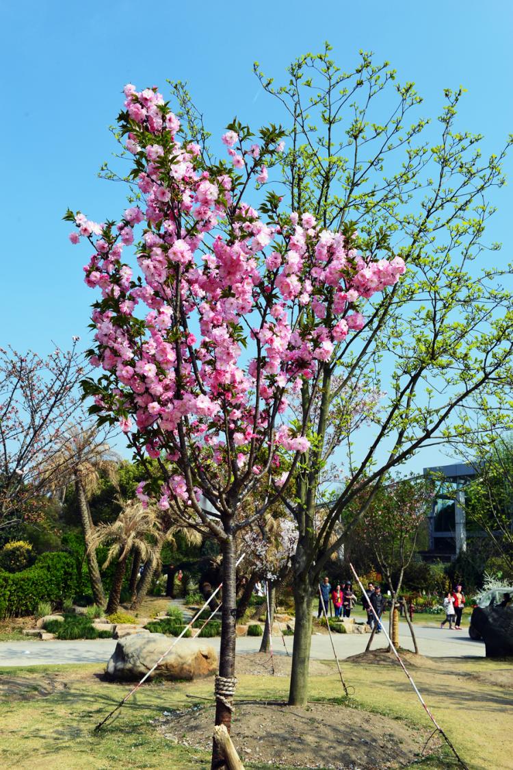 【时光荏苒，樱花依旧】——樱花唯美短句5个字