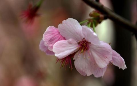 认识樱花花语，掌握情感表达的“密码”！