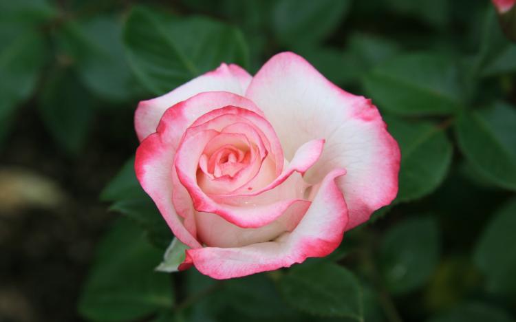33朵红玫瑰黑纱花语，传达着浓浓的情意