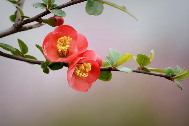 梅花雪菊之外，唯有海棠花最妍