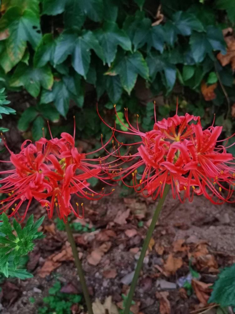 「紫色彼岸花的特殊花语含义」——通过花朵感受秋日的落寞