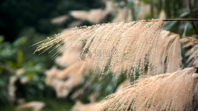 专业解读：箬竹、竹子和芦苇的异同分析