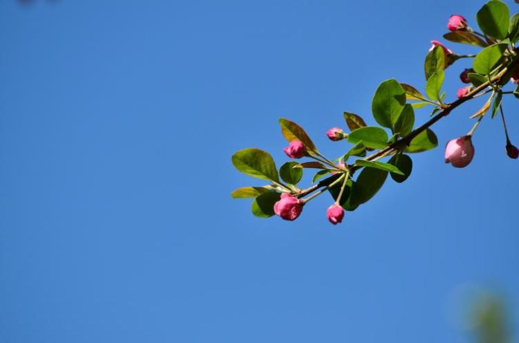 海棠花赏析：唯美画卷与想象空间