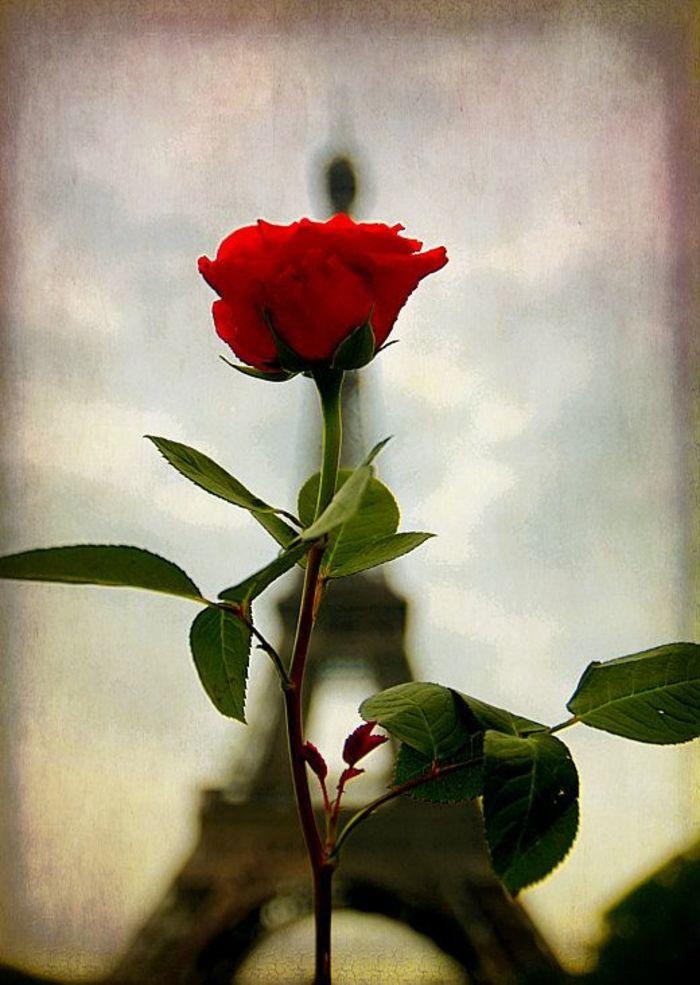 表达永恒爱意的绝佳礼物——19朵玫瑰花的含义究竟是什么