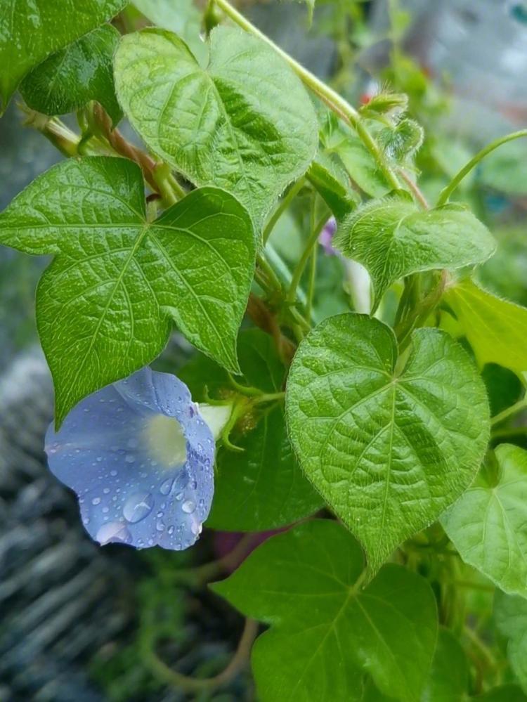 牵牛花开花在哪个季节，哦赶快来领略一下吧