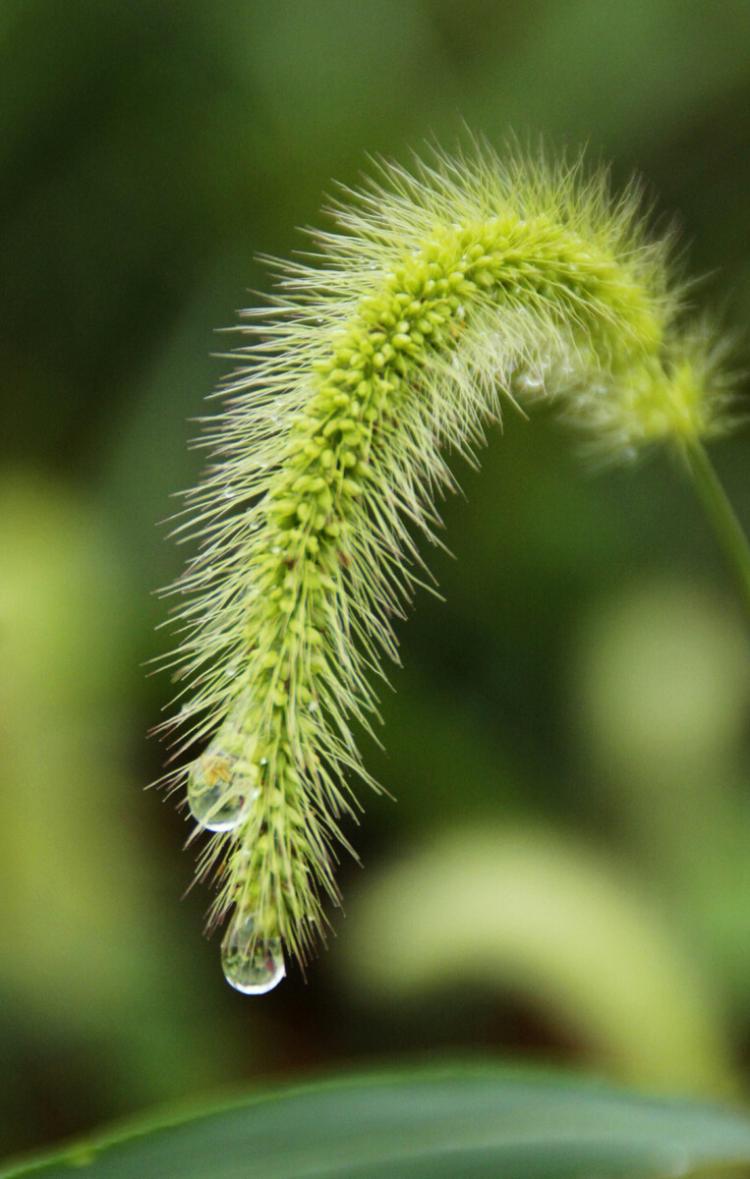 狗尾草园林造景中的运用技巧