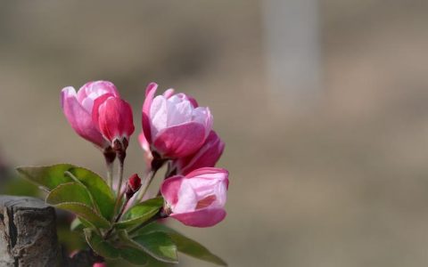 养海棠花必知的知识点，手把手教你打造园林美景